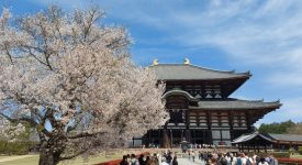 Nara Sakura