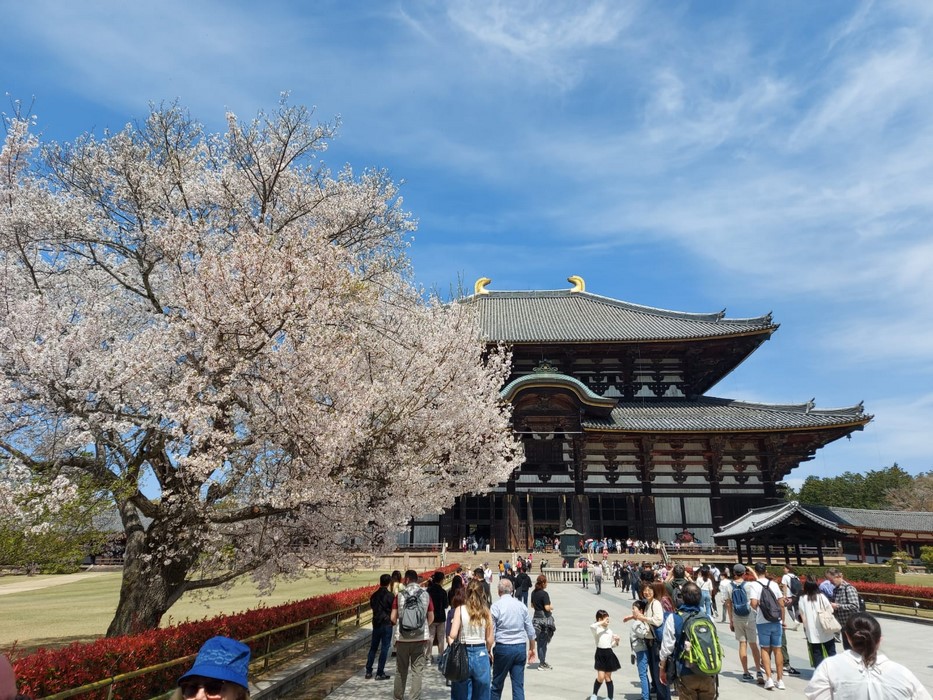 Nara Sakura