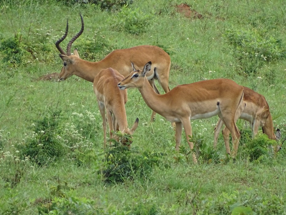 Antilope Kenya