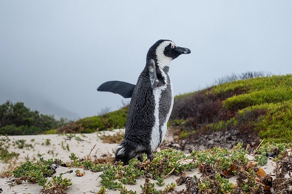 Cape Point