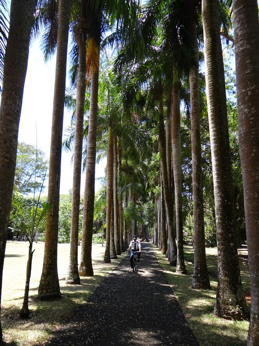 Gradina Botanica Pamplemousse Mauritius