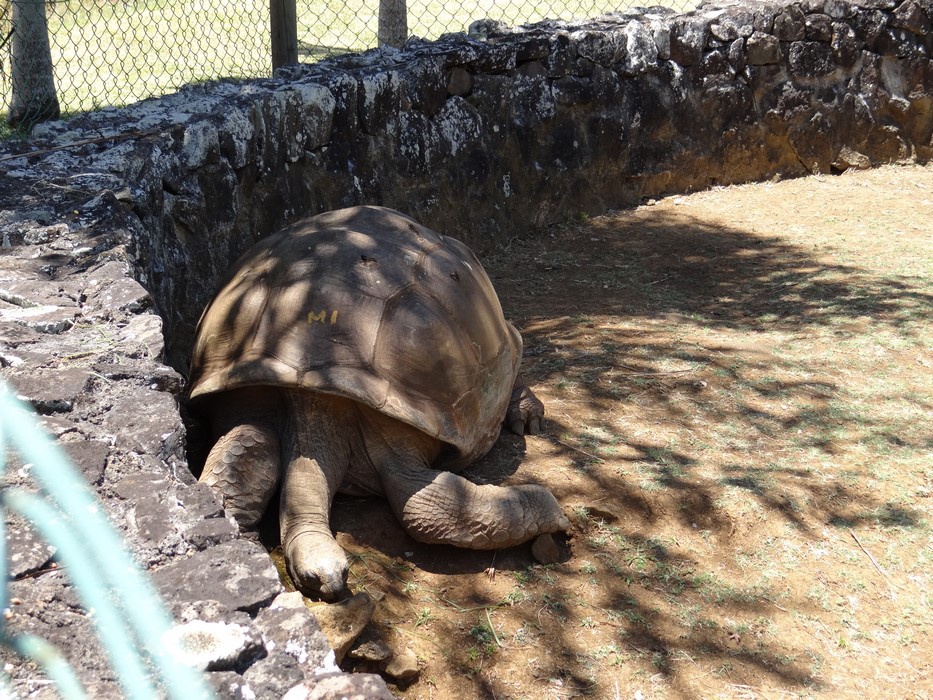 Testoasa gigant Mauritius