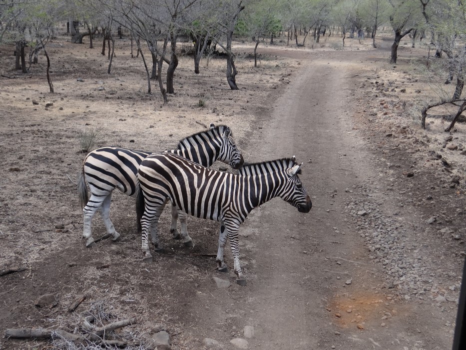 Zebre