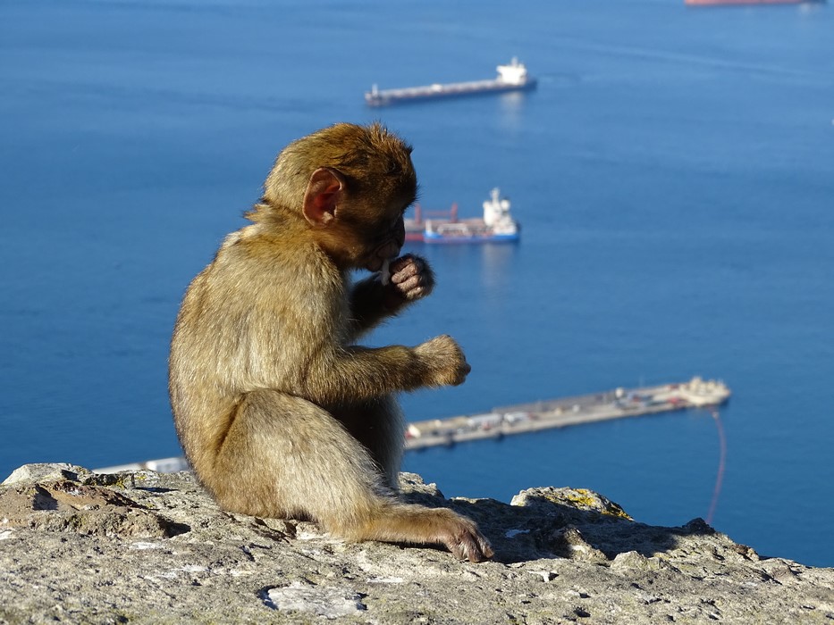 Maimuta Gibraltar
