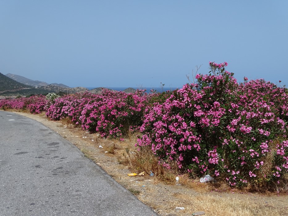 Sosele Creta