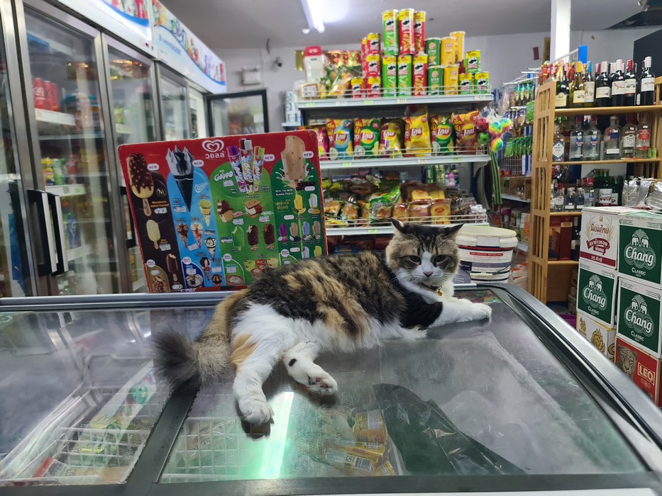 Cats of supermarket