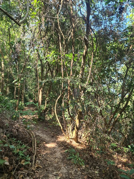 Phi Phi Jungle