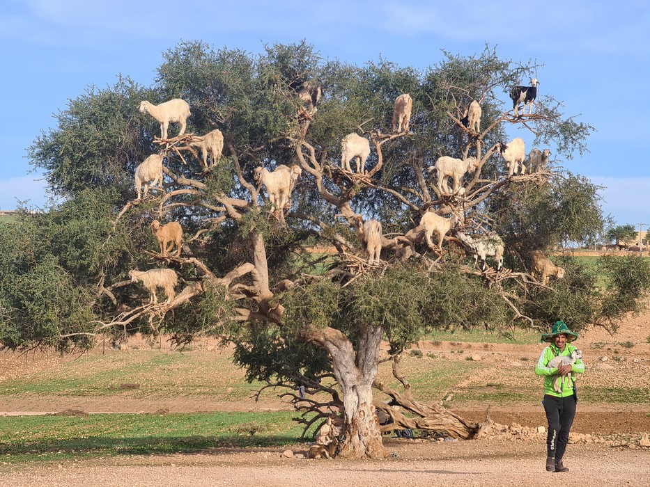 Capre in copacul de argan