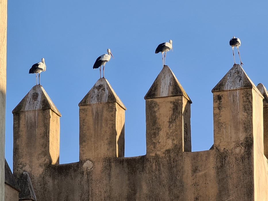 Berze in Maroc