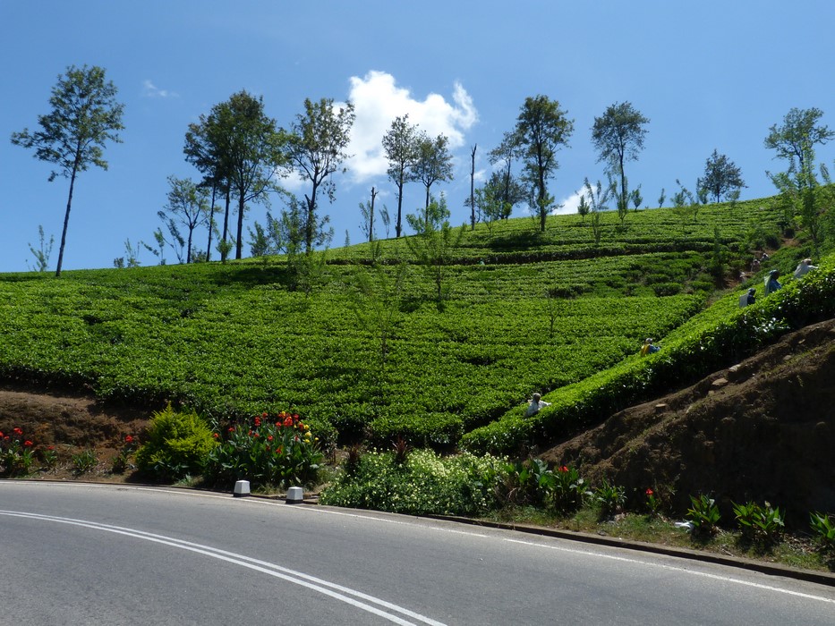 Spre Nuwara Eliya