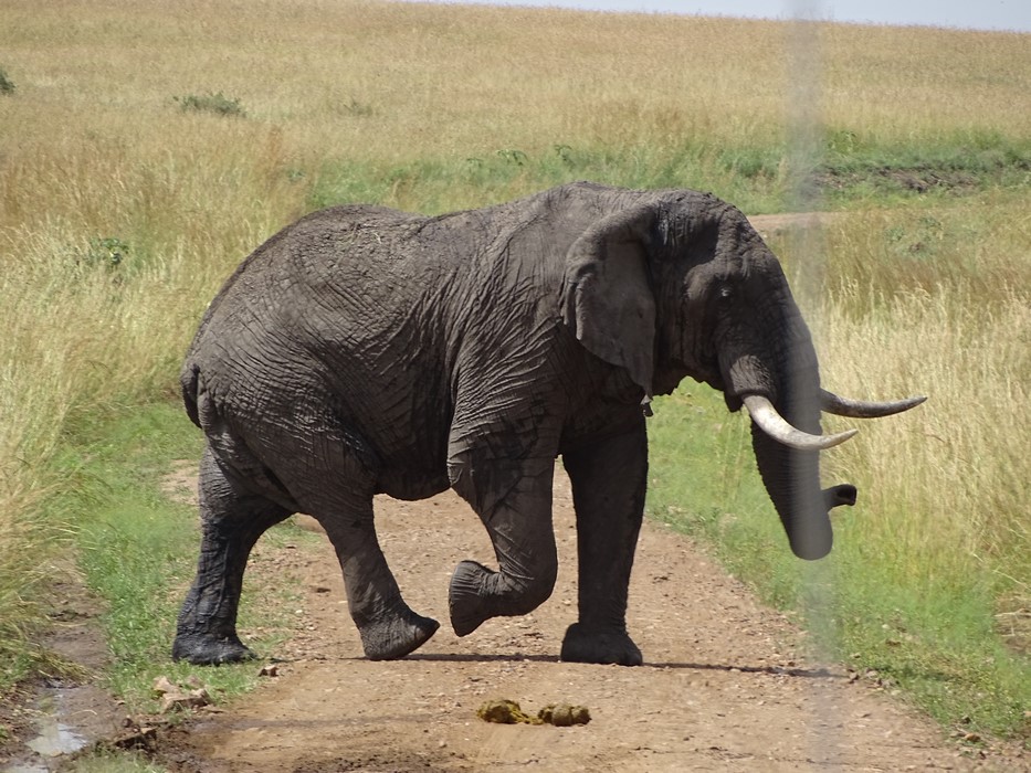 Safari elefant