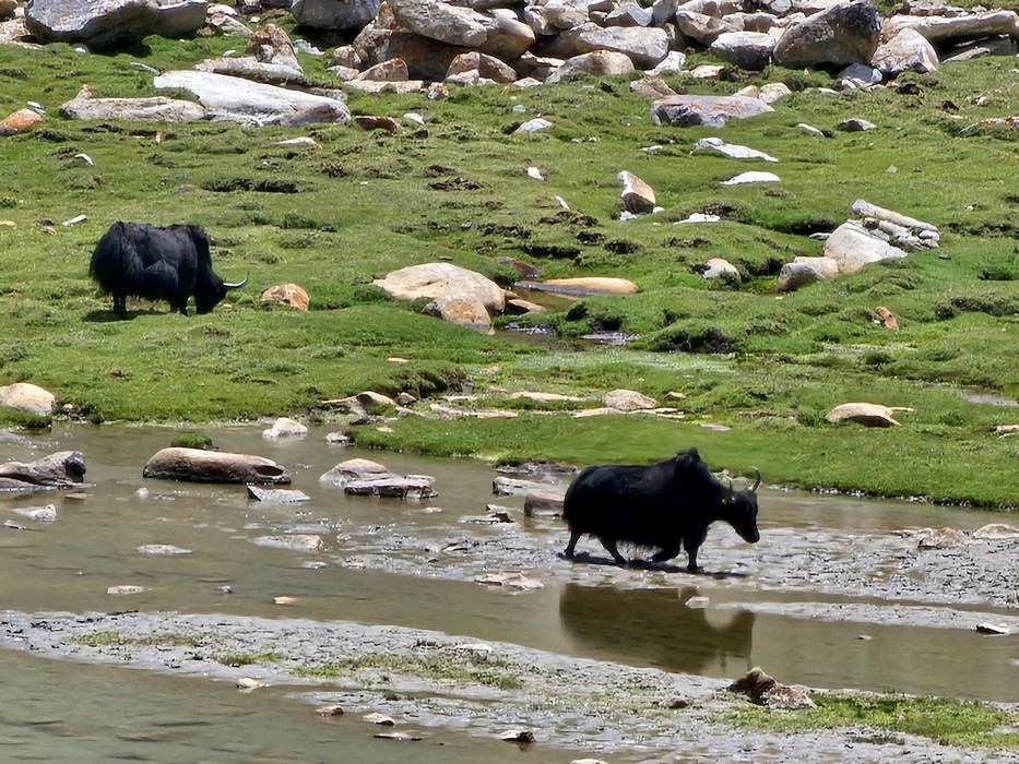 Yak