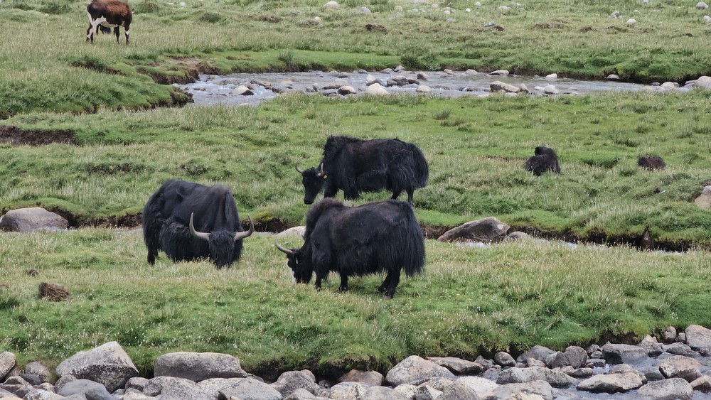 Yak Ladakh