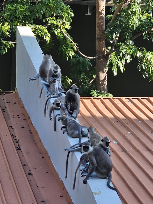 Maimute Sri Lanka