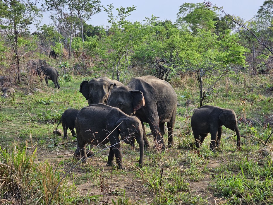 Elefanti in Sri Lanka