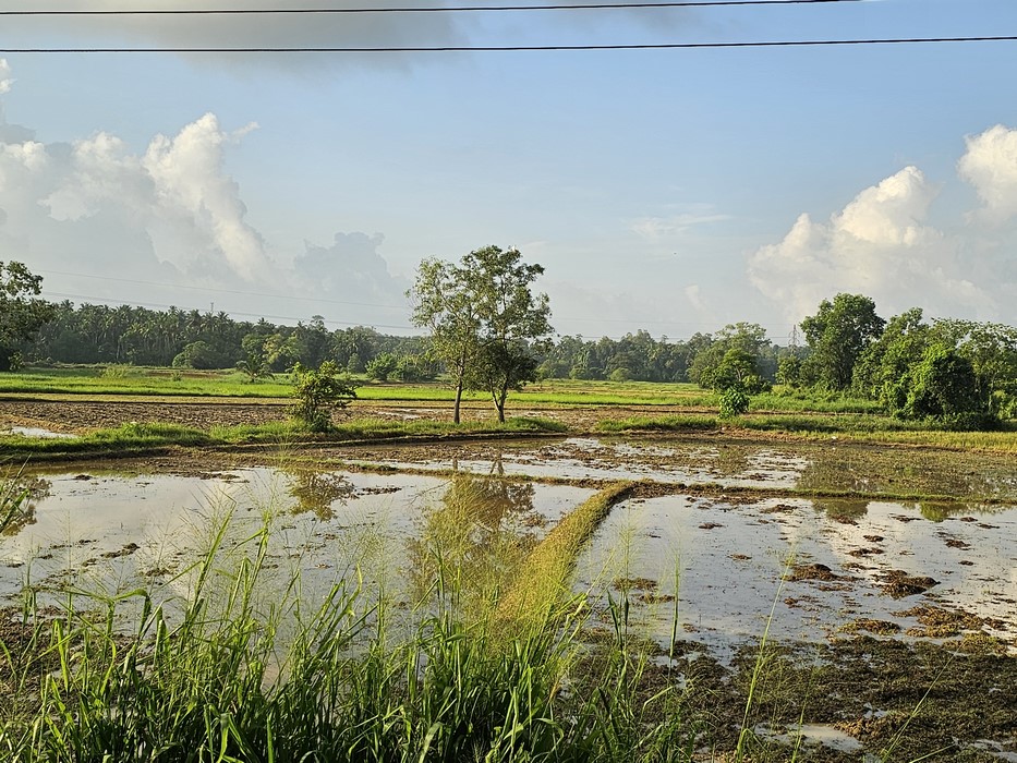 Orezarie Sri Lanka