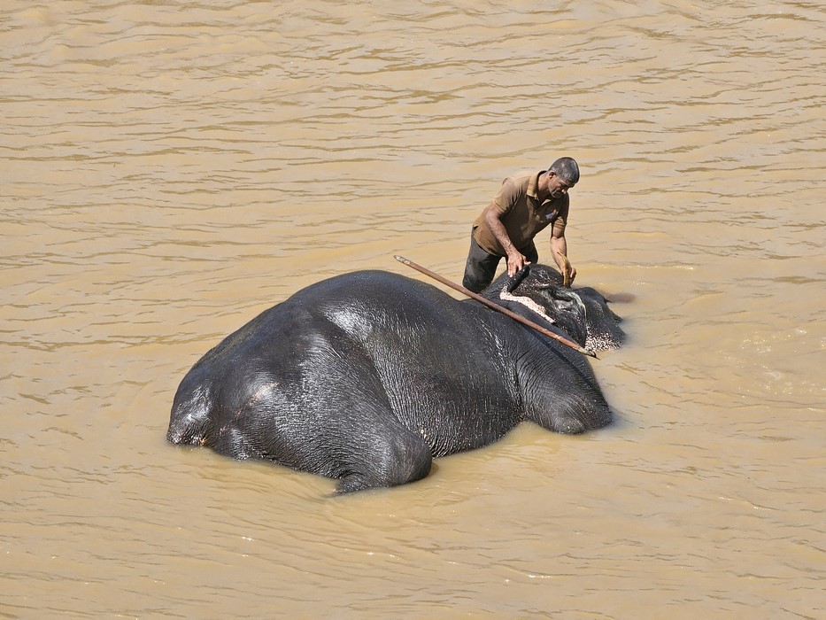 Masaj elefant