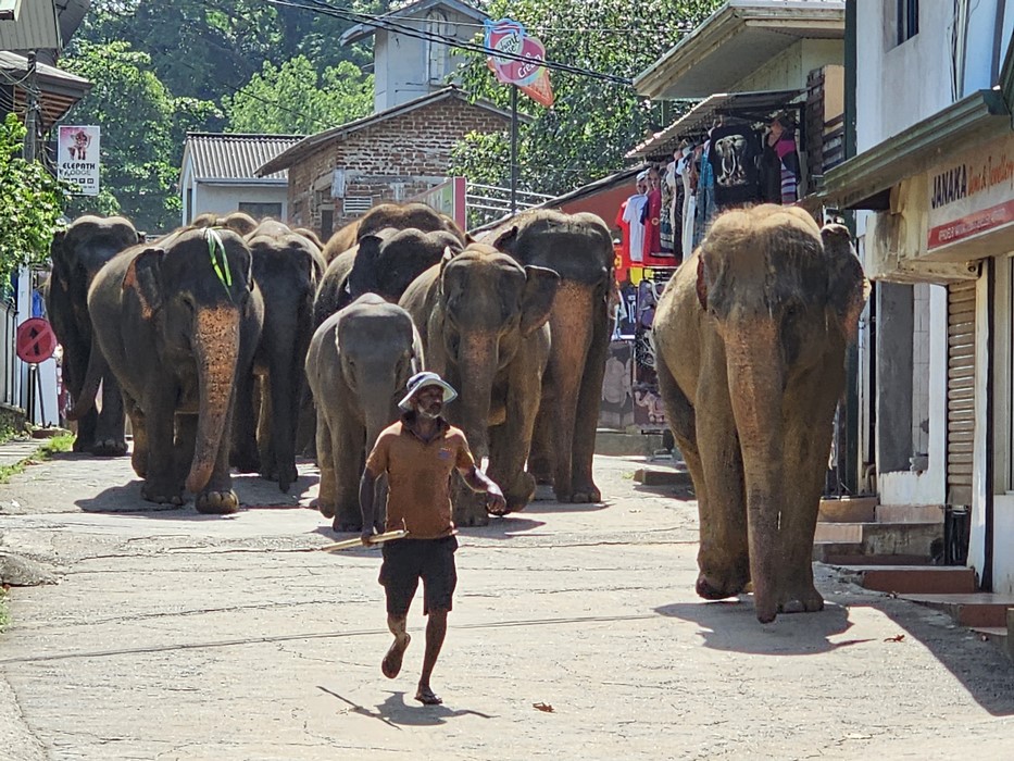 Pinnawala