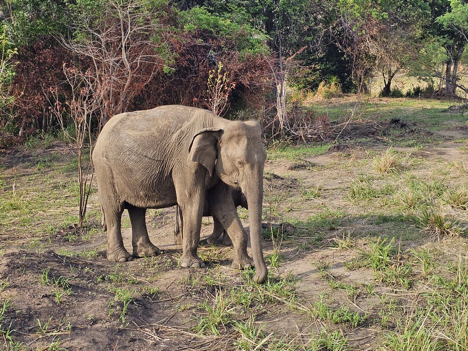 Elefant
