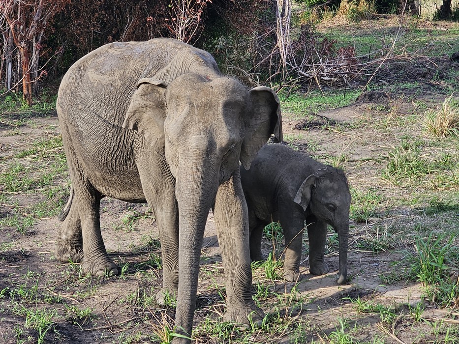 Elefanti Sri Lanka