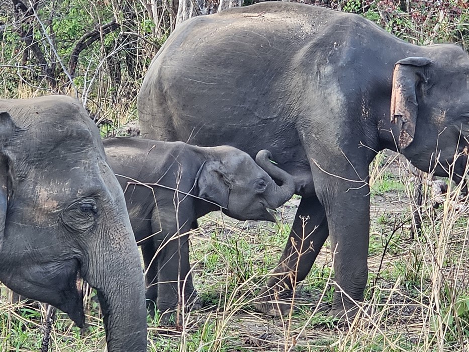 Pui de elefant alaptat de mama lui